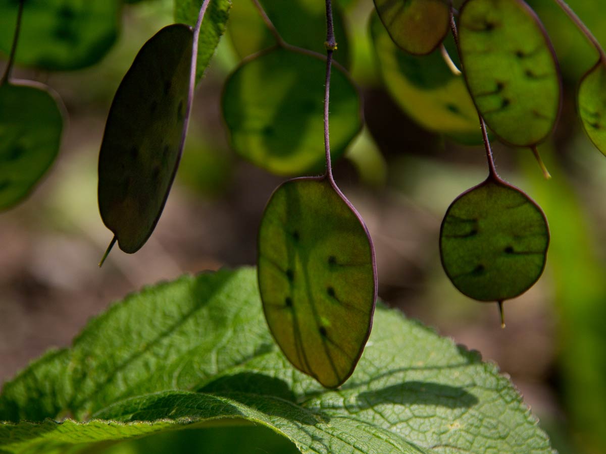 Honesty seed pods