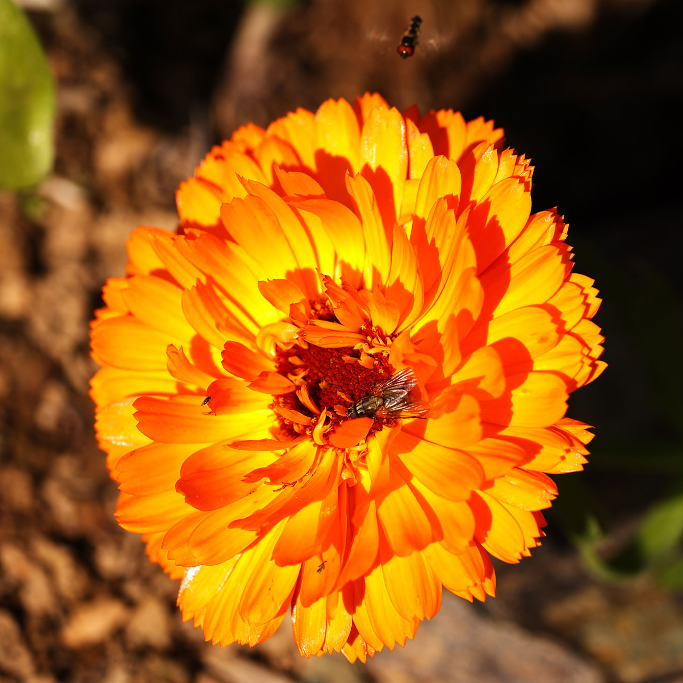 Calendula with visiting insects Calendula with visiting insects