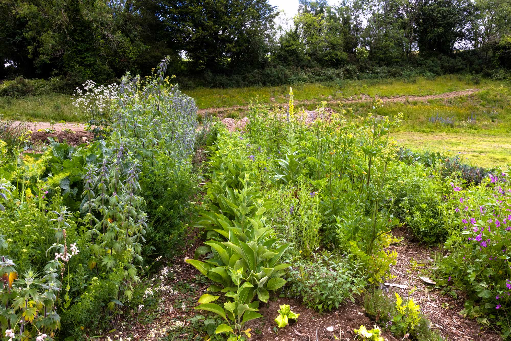 Herbs growing in our Community Field Herbs growing in our Community Field