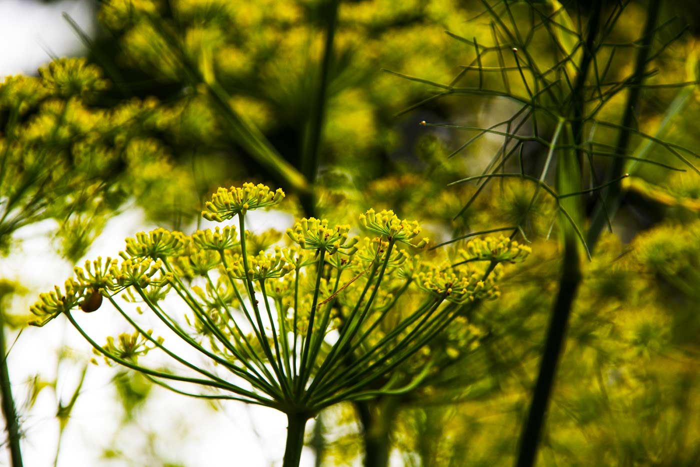 'Foeniculum vulgare' , Fennel in Magournet