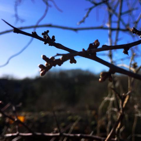 Blackthorn budding 