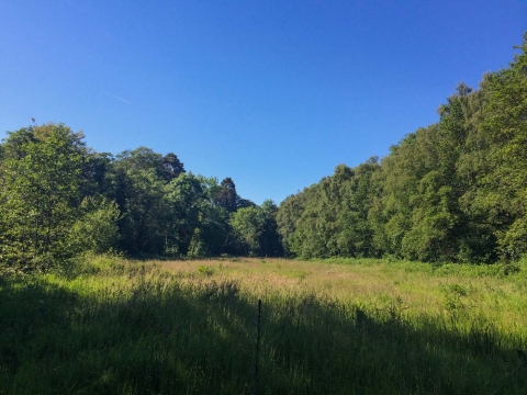 The Sanctuary Field along the banks of the Bann 2015