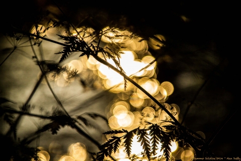 The Sun through the Leaves