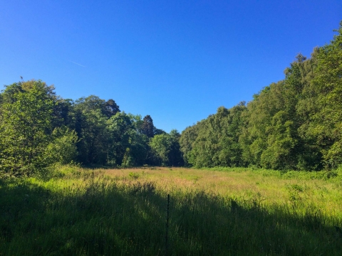 Sanctuary Field on the banks of the Bann