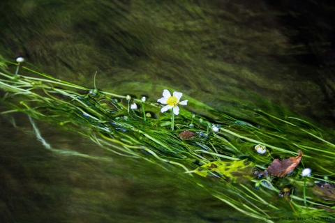 Water Crowsfoot Flower