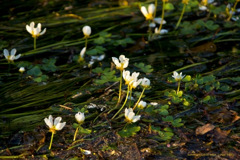 Water Crowsfoot Flowers