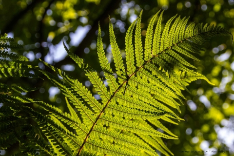 Beautiful Fern