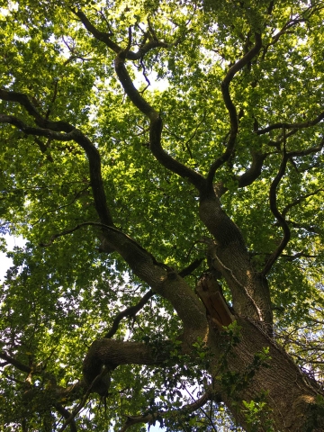 One of the Great Oaks