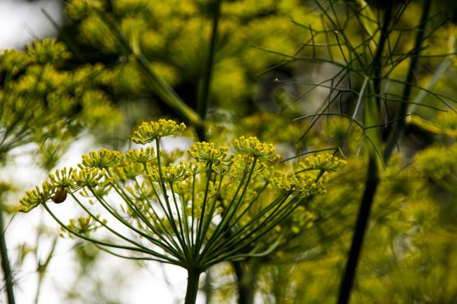 Fennel flower in late summer, Magourney Gardens