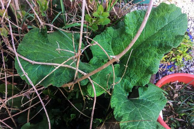 Burdock in leaf in large pot