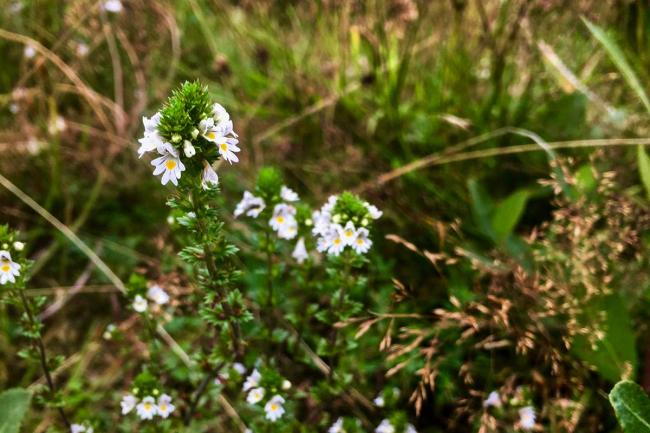 Eyebright in flower on Hollyfort Hill in Wexford