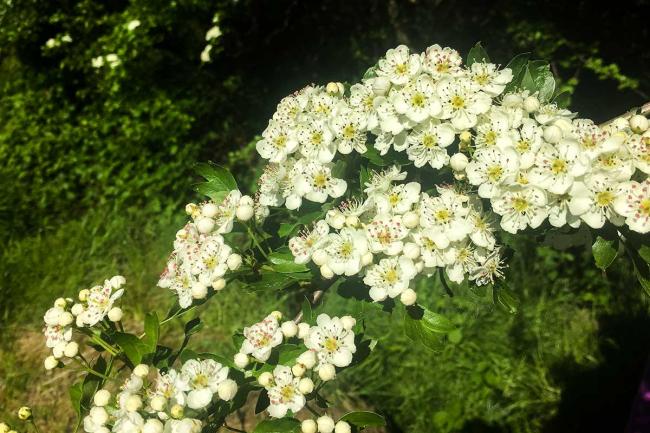 Hawthorn in flower in Hollyfort, Wexford