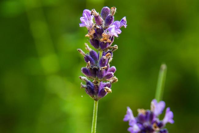 Lavender in flower in Magourney, Cork